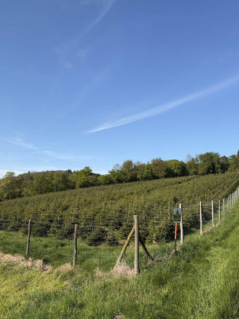 Eingezäuntes Gelände mit jungen Nadelbäumen auf einem Hang, umgeben von grüner Natur unter blauem Himmel.