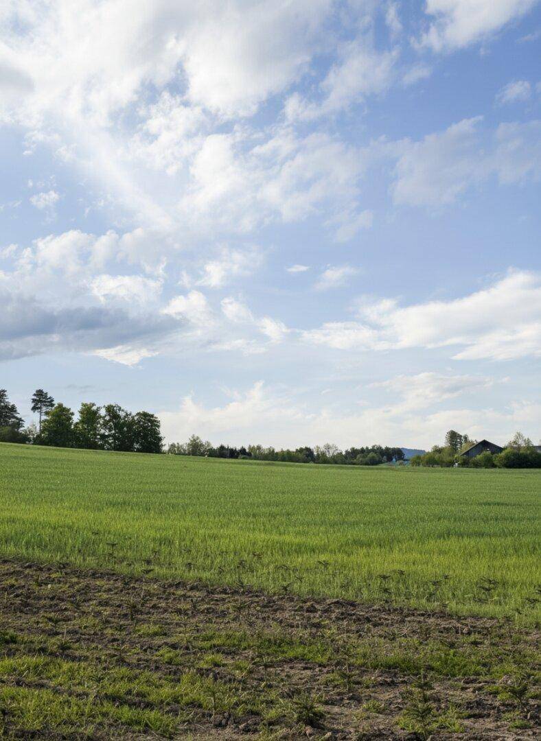 Weites grünes Feld mit einem Streifen umgegrabener Erde im Vordergrund unter einem teilweise bewölkten Himmel.