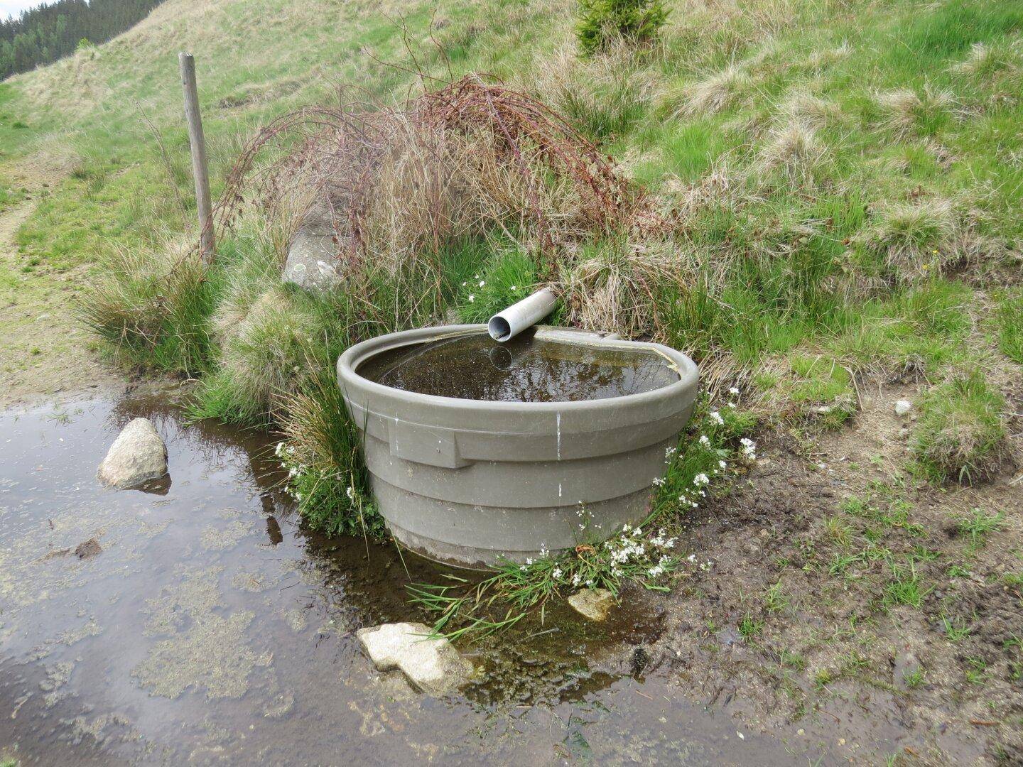 Grauer Wassertrog mit Zulaufrohr in einer feuchten, grasbewachsenen Umgebung am Hang.