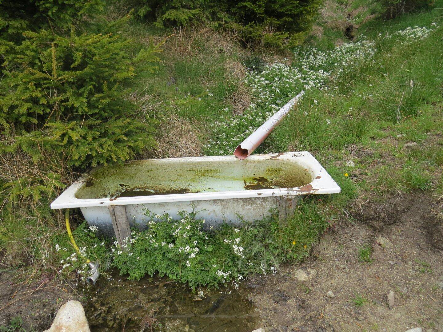 Alte, schmutzige Badewanne als Wasserbecken in einer grünen Wiese neben kleinen Bäumen.