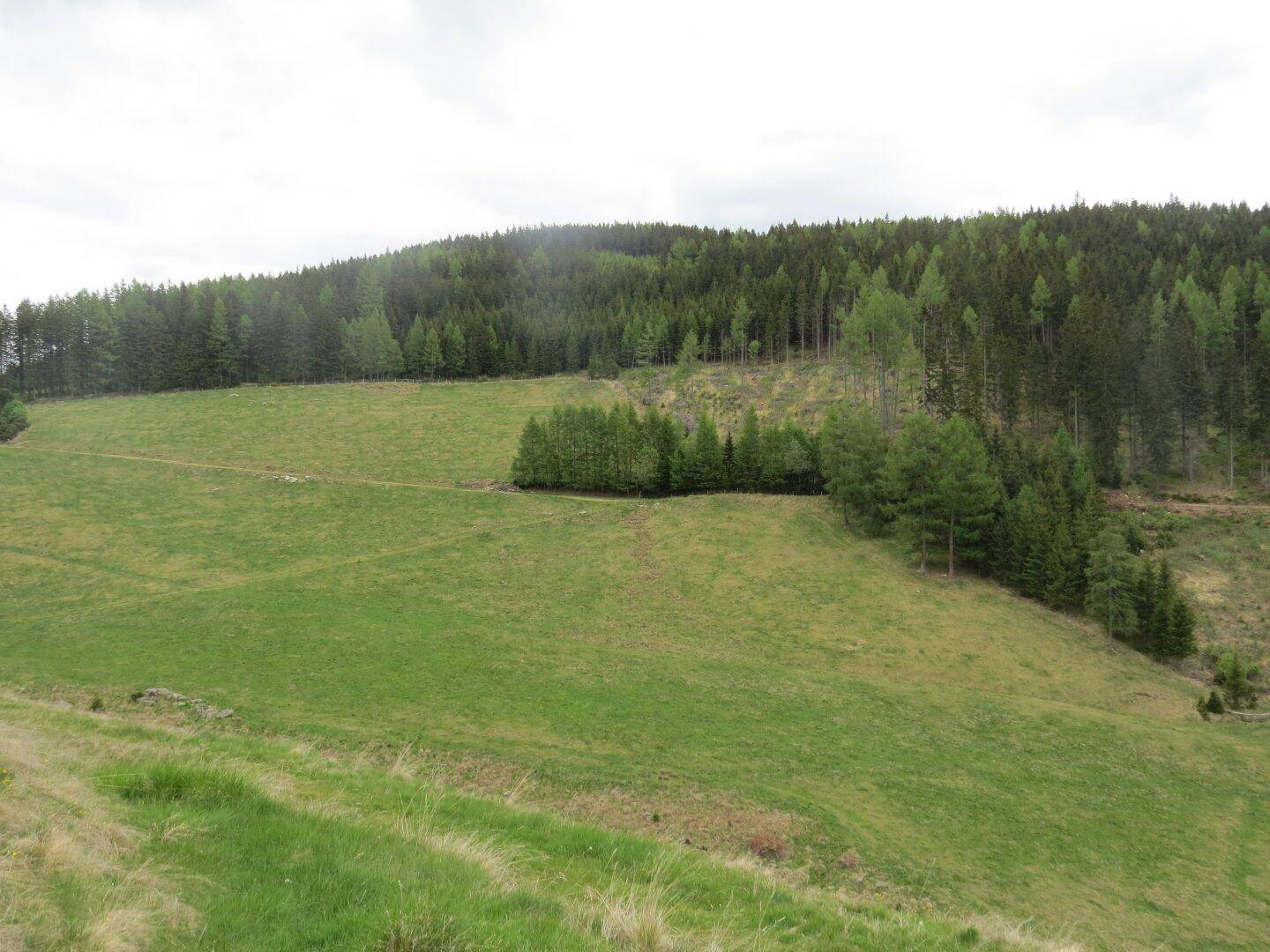 Hügelige Landschaft mit grünen Wiesen und dichtem Wald unter bewölktem Himmel.