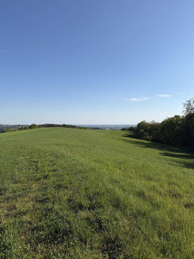 Eine weite, offene grüne Wiese unter einem klaren blauen Himmel, die sich bis zum Horizont erstreckt.