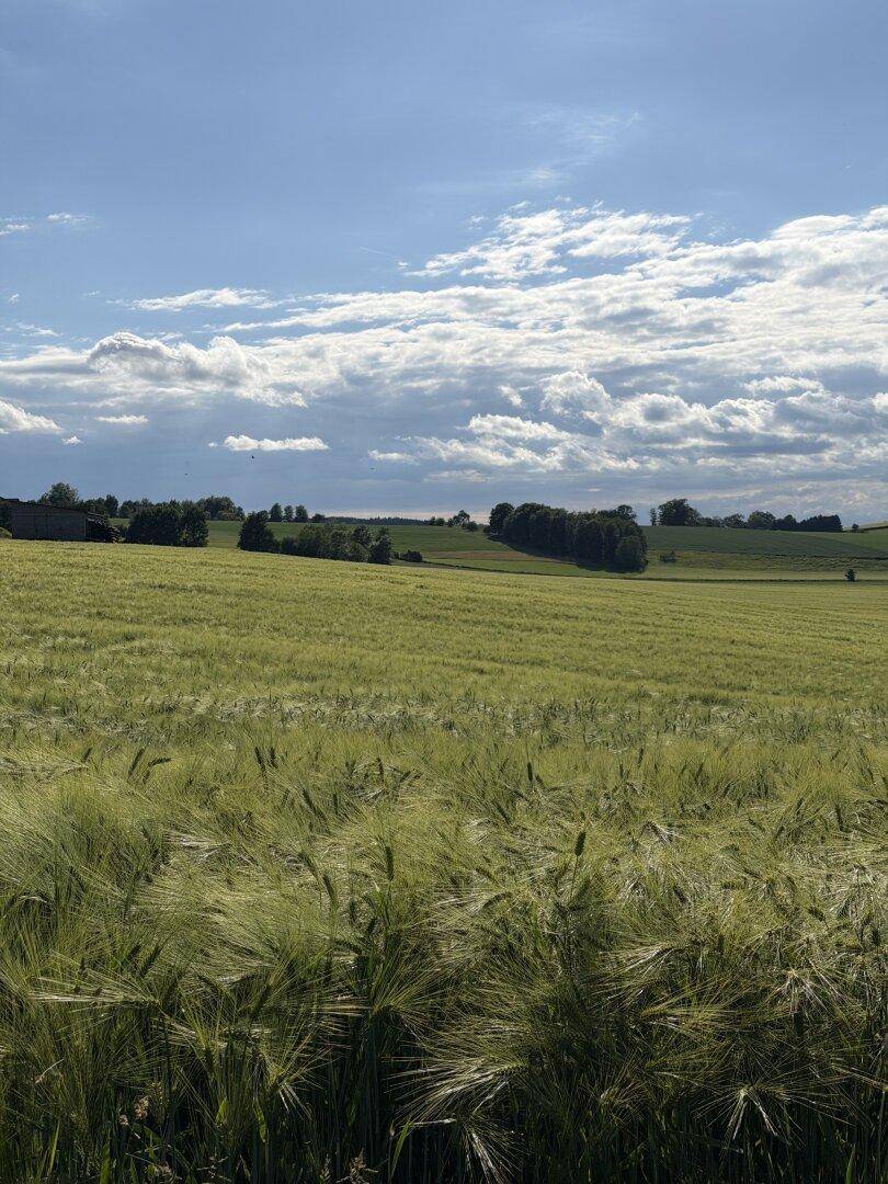 Ausgedehntes grünes Feld mit sanften Hügeln und Bäumen im Hintergrund unter einem bewölkten Himmel.