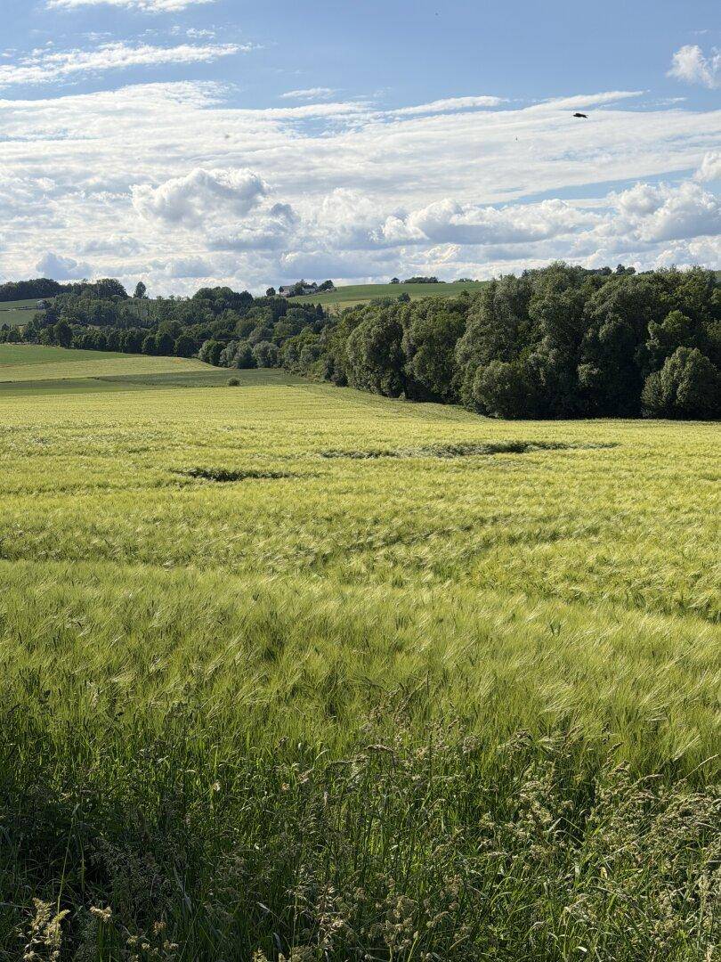 Sonniges grünes Feld mit hohen Gräsern im Vordergrund und einer Baumreihe am Horizont.