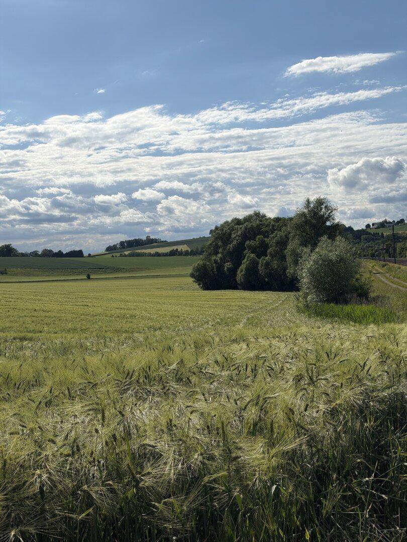Grünes Feld mit Getreide und einer Baumgruppe am Horizont unter einem weiten Himmel.