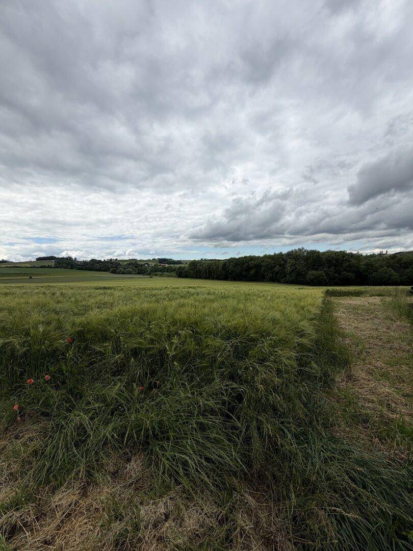 Grünes Feld mit einigen roten Mohnblumen im Vordergrund unter einem dramatischen, bewölkten Himmel.