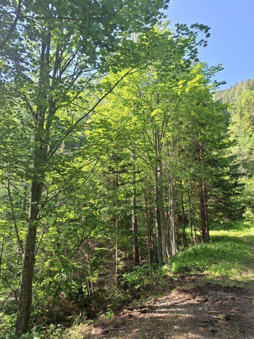 Ein sonniger Waldweg führt durch dichte Bäume und üppiges Grün, mit hellem Laub im Vordergrund.