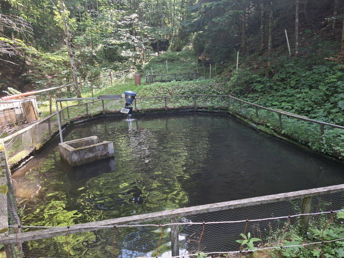 Ein umzäunter Fischteich im Freien, umgeben von Wald und üppiger Vegetation, mit einer Fütterungsanlage.