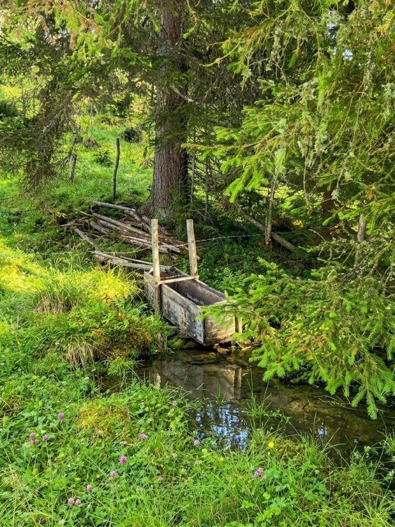 Ein rustikaler Holztrog in einem kleinen Bach, umgeben von üppigem Grün und hohen Bäumen in einer natürlichen Landschaft.