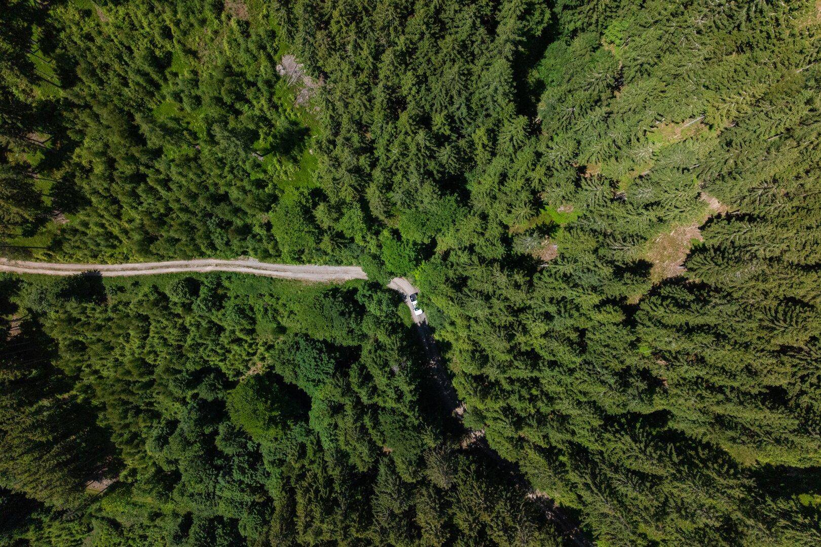 Luftaufnahme eines dichten Waldes mit einer kurvigen Schotterstraße und zwei Fahrzeugen.