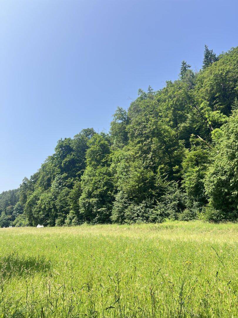 Weite Wiesenlandschaft mit dichtem Wald am Hang unter blauem Himmel, bietet eine ruhige Aussicht.