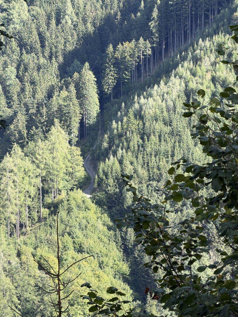 Dichter Wald an einem Berghang mit einem gewundenen Pfad in der Ferne, teilweise sonnenbeschienen.