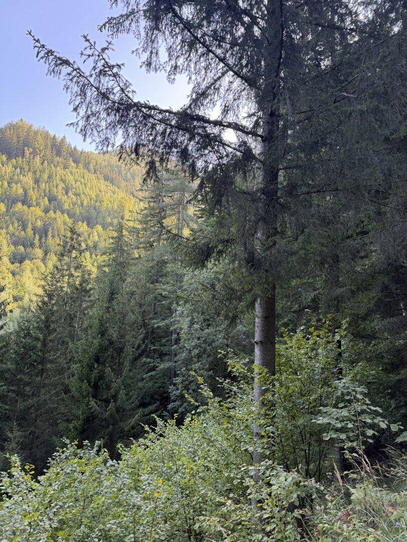 Nahaufnahme von Bäumen in einem Wald, wobei Sonnenlicht durch das Blätterdach fällt und die Szene erhellt.