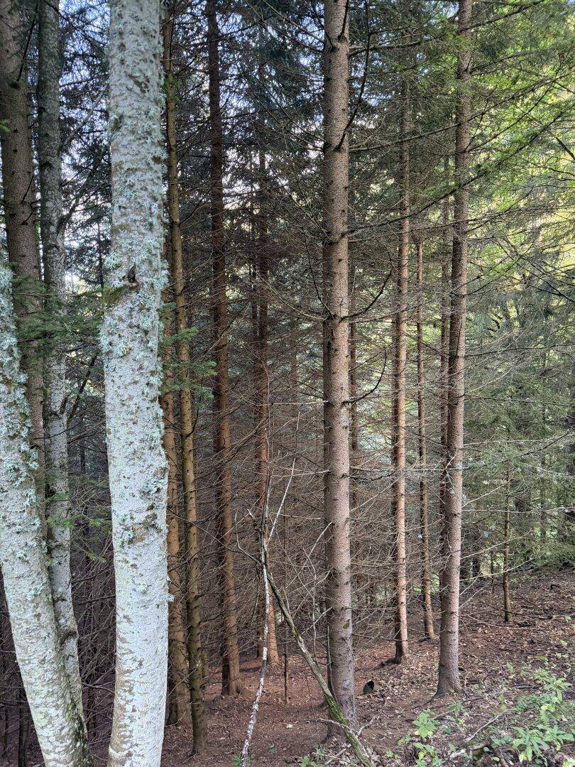 Dichter Bestand von Nadelbäumen mit hellborkigen Bäumen im Vordergrund und Waldboden.
