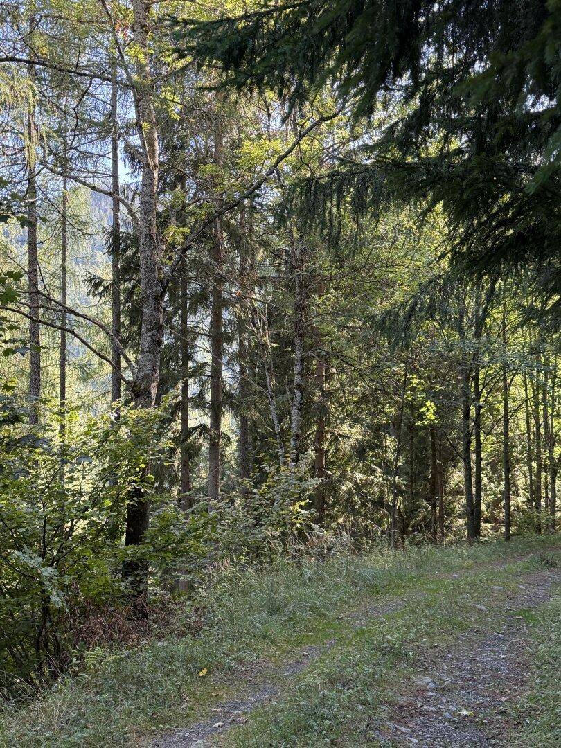 Eine Waldszene mit einem unbefestigten Weg im Vordergrund, durch den Bäume und Sonnenlicht scheinen.