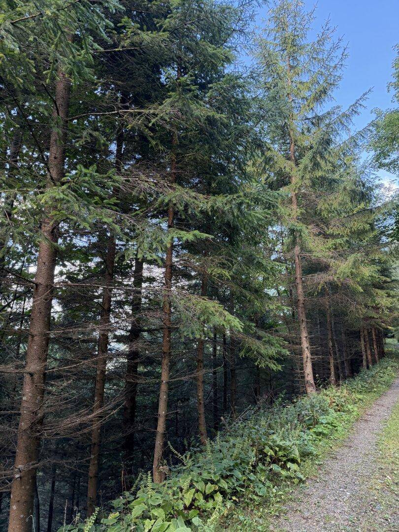 Eine Reihe hoher Nadelbäume säumt einen unbefestigten Weg unter blauem Himmel.