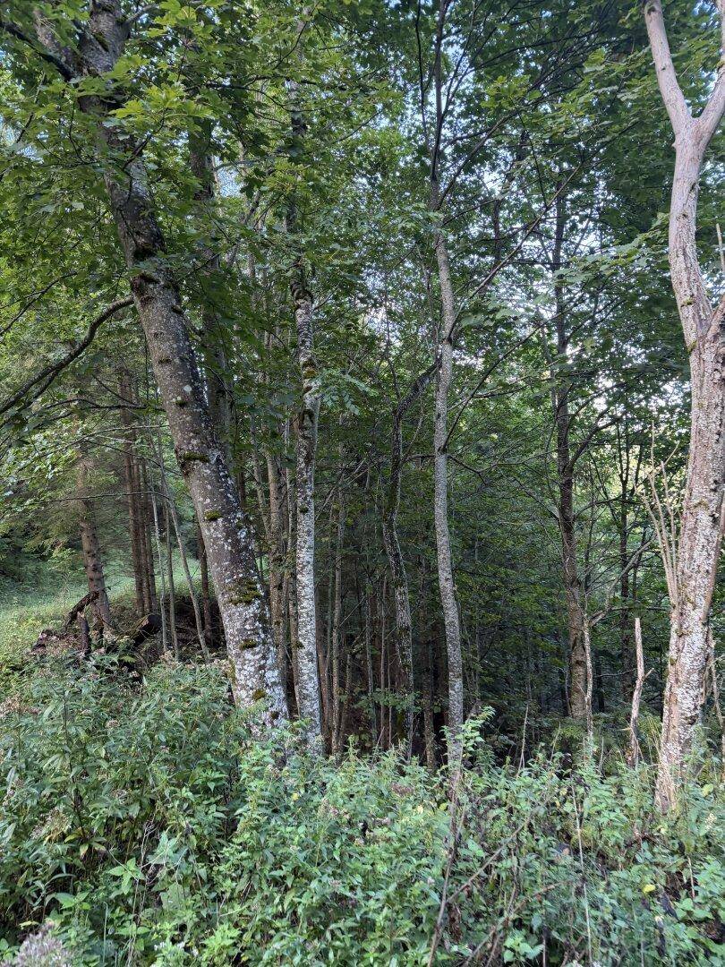 Eine gemischte Waldlandschaft mit verschiedenen Bäumen und dichtem Unterholz.