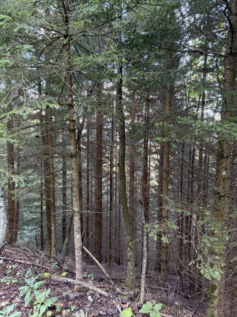 Ein dichter Wald aus hohen, schlanken Nadelbäumen, durch die etwas Licht fällt.