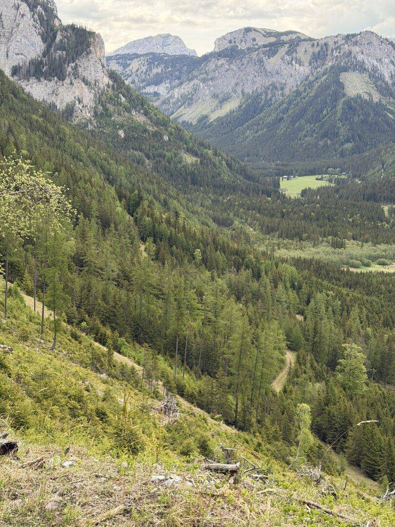 Ein weites Bergpanorama zeigt tiefe, bewaldete Täler und majestätische Gipfel unter einem leicht bewölkten Himmel.
