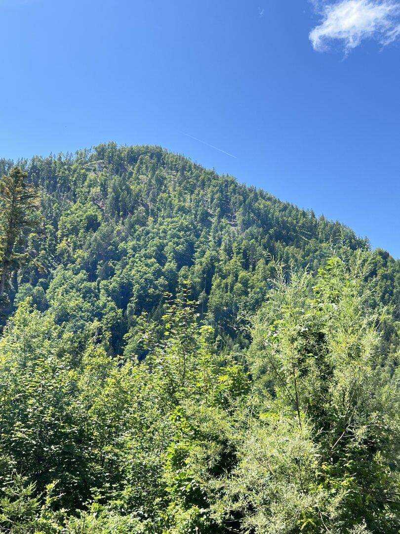 Üppig bewaldeter Berghang unter einem klaren, blauen Himmel, der eine weite Naturlandschaft zeigt.