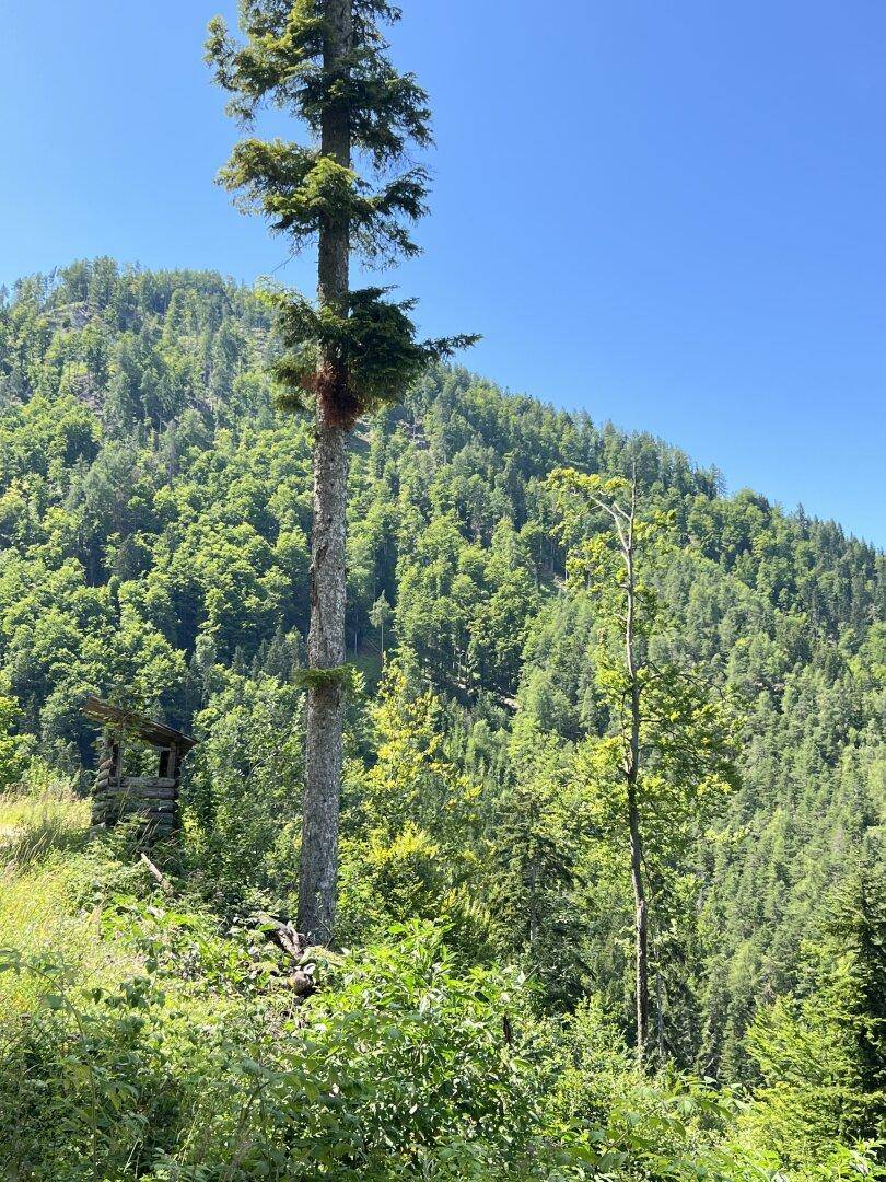 Hoher Baum und eine kleine, rustikale Holzhütte in einem dicht bewaldeten Berggebiet unter blauem Himmel.