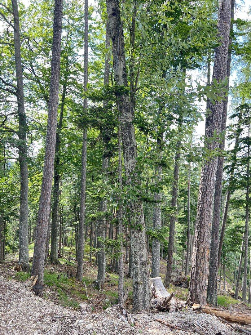 Dichter Wald mit hohen Bäumen und viel Grün, teilweise mit gefällten Baumstämmen am Boden.