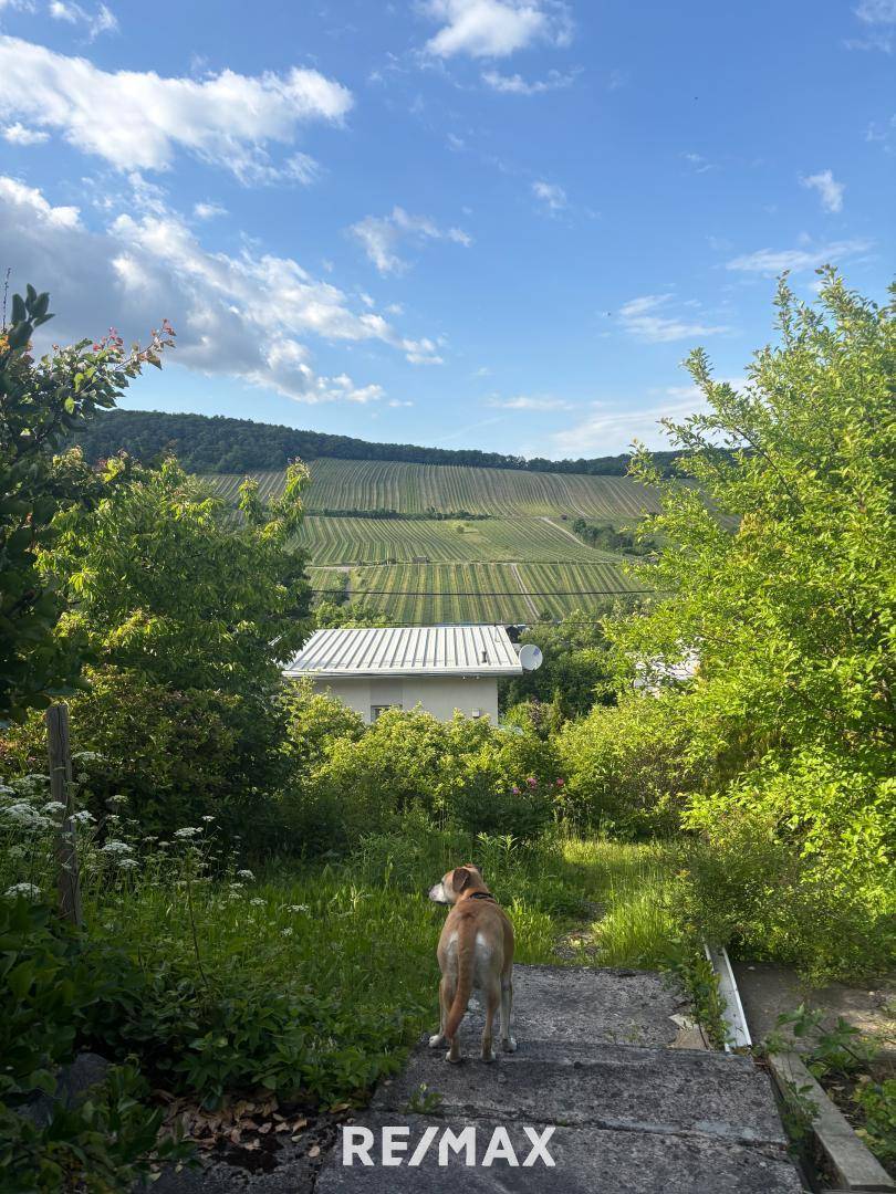 Aussicht Weinberge