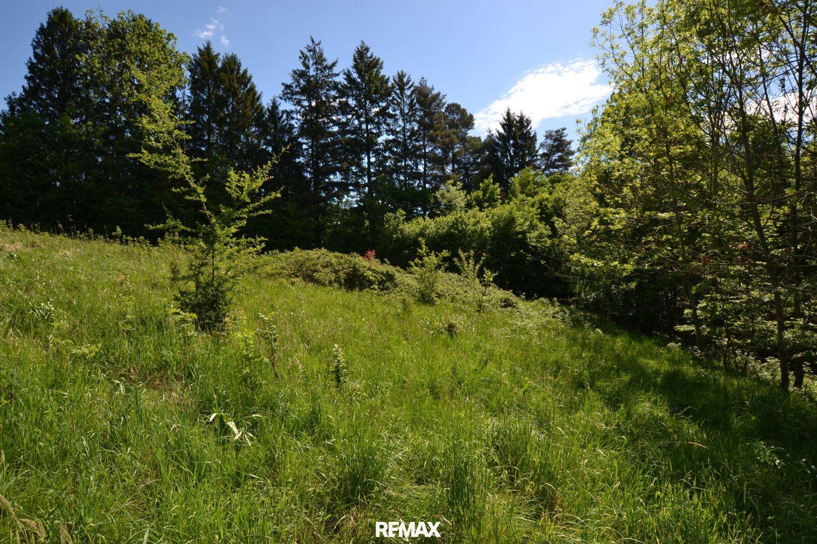Hügelige Wiesenlandschaft mit hohen Nadelbäumen und Sträuchern unter blauem Himmel.