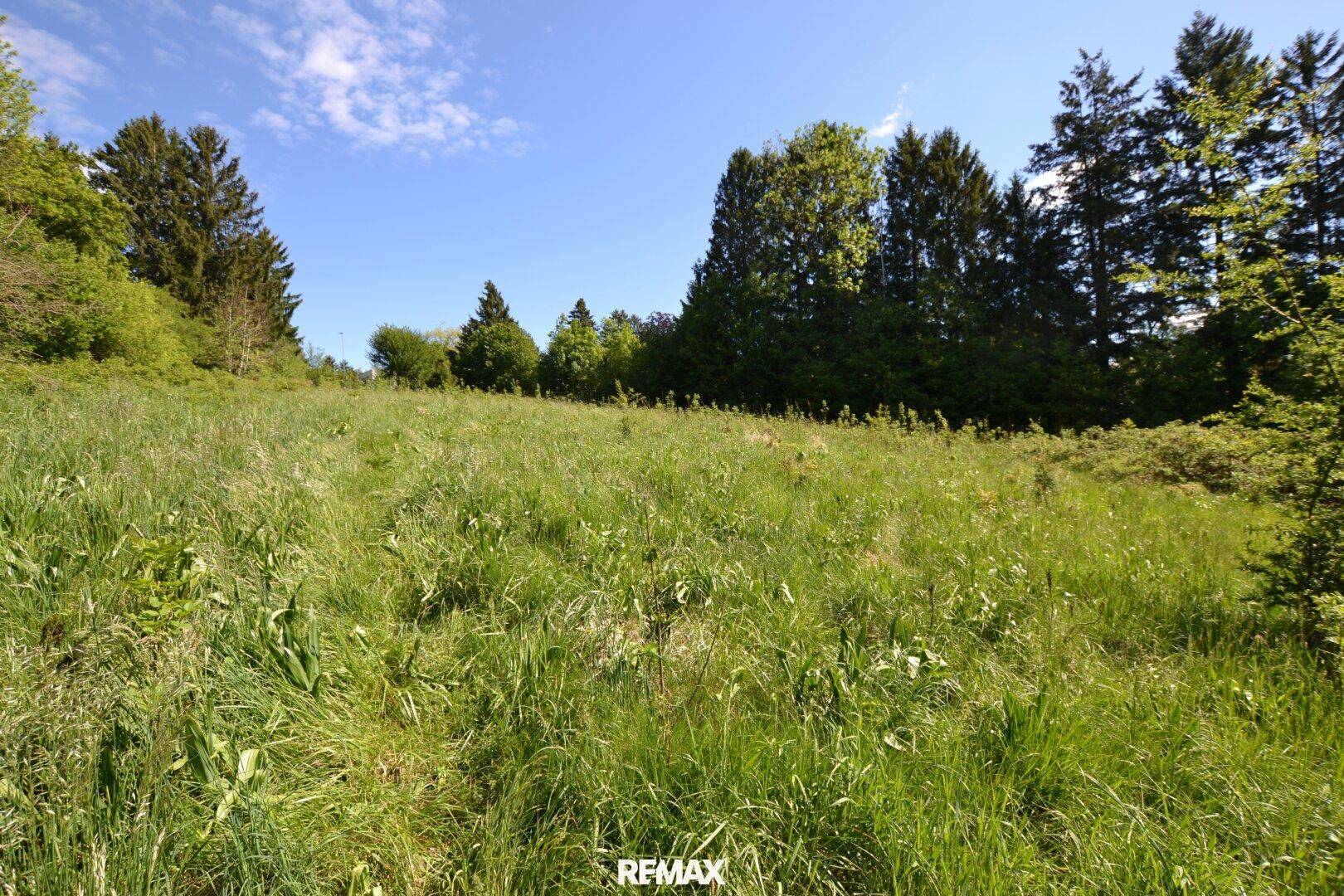 Offene Wiesenfläche mit vereinzelten Bäumen und einem Waldrand im Hintergrund.