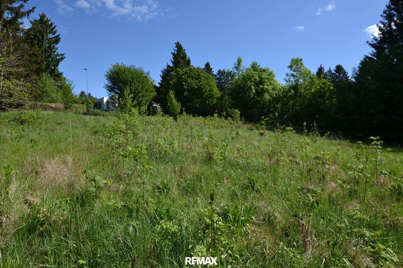 Grüne Wiesenfläche mit Bäumen und einem Gebäude in der Ferne unter blauem Himmel.