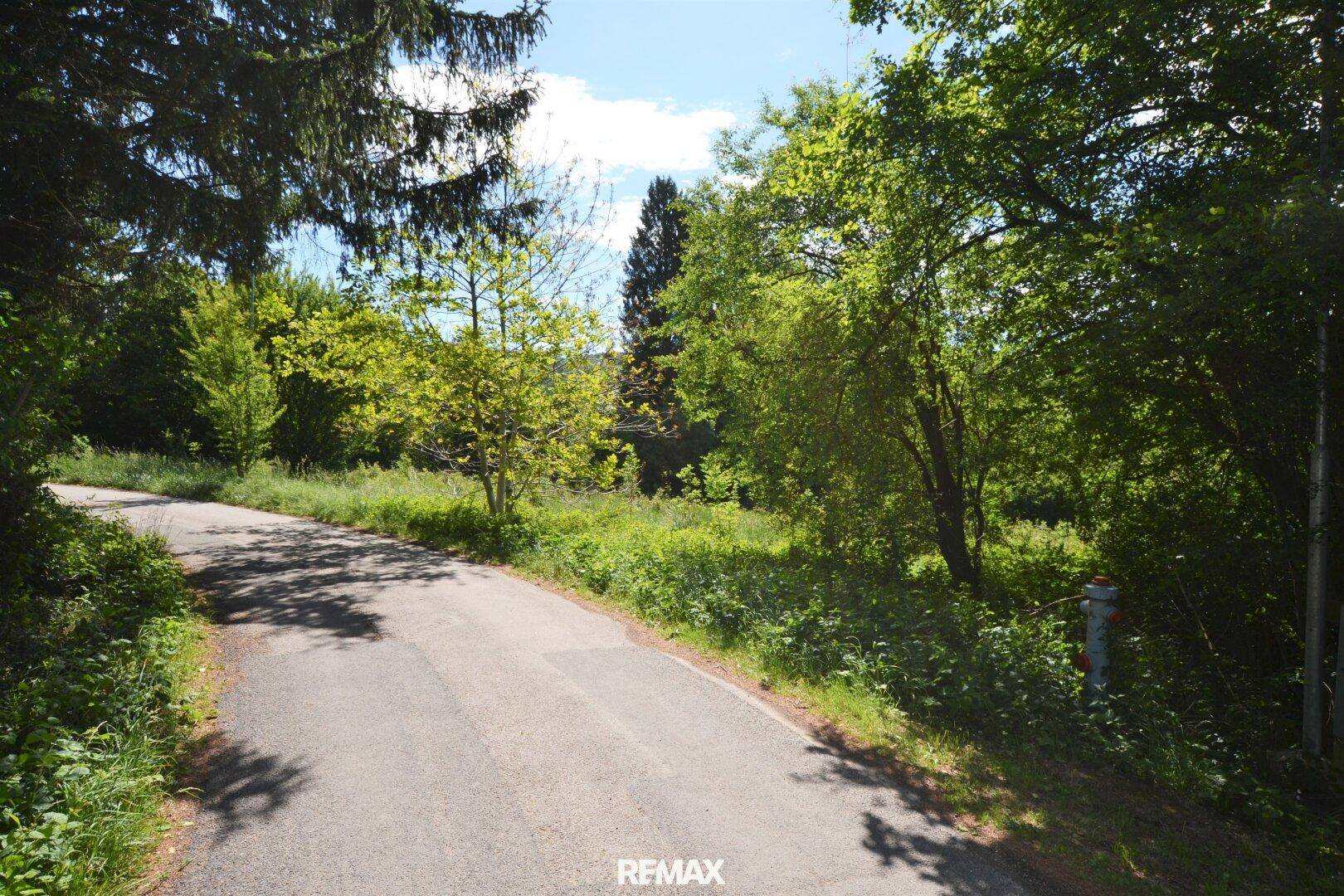 Asphaltierte Straße führt durch eine bewaldete Gegend mit viel Grün und Schatten.