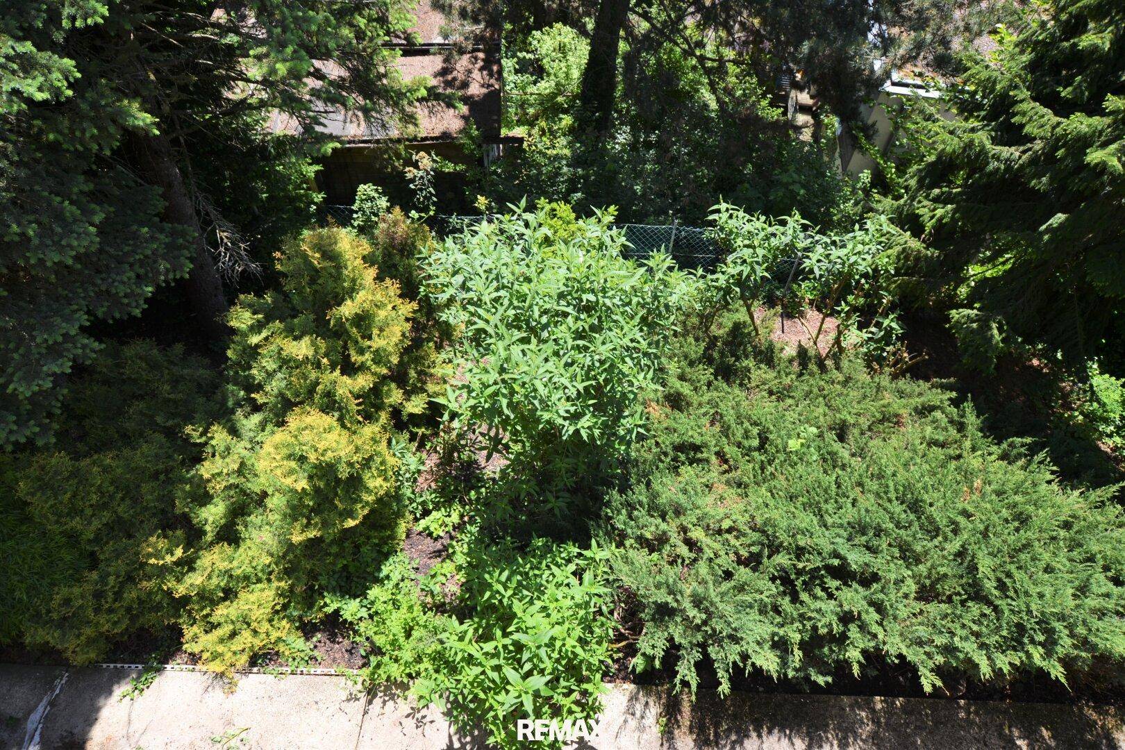 Nahaufnahme einer vielfältigen Bepflanzung mit verschiedenen grünen Büschen und Sträuchern im Garten.