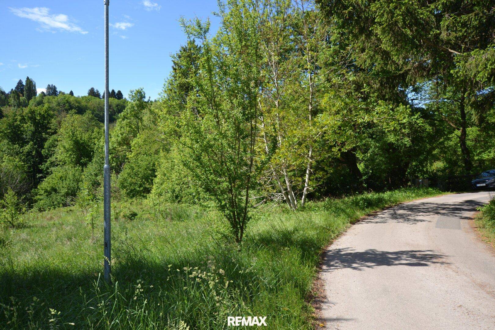 Kurvige Landstraße umgeben von üppigem Grün und hohen Bäumen an einem sonnigen Tag.