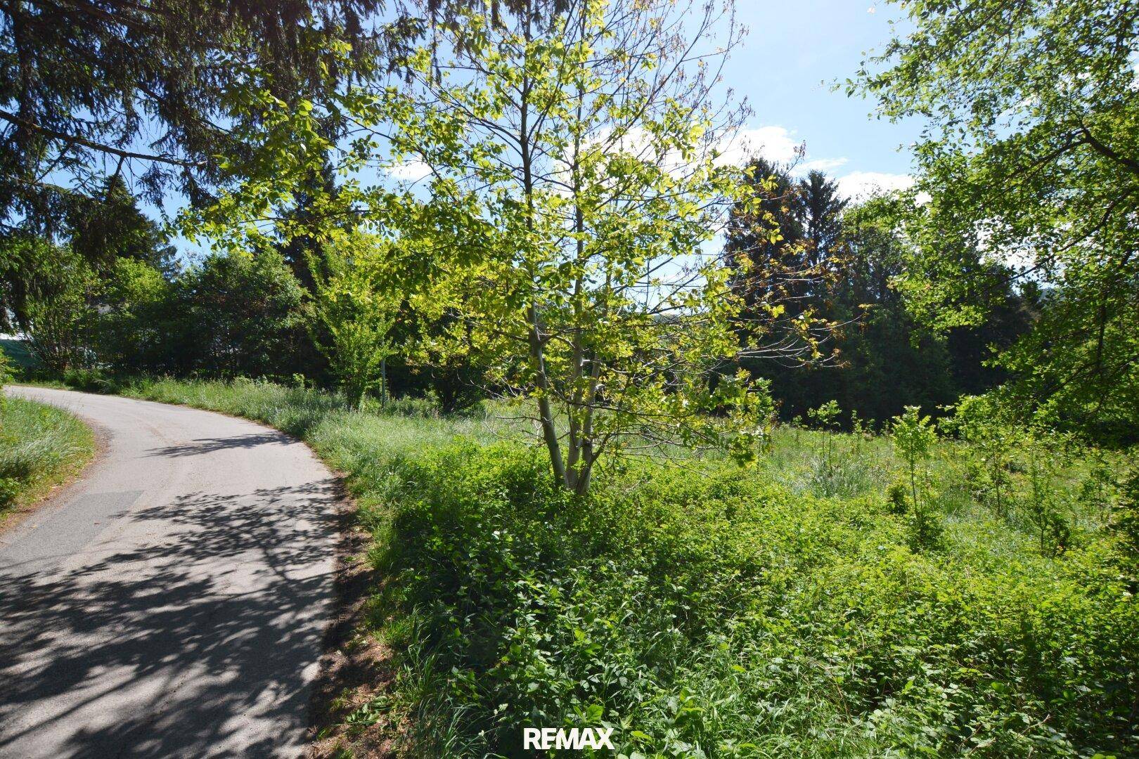 Schattige Landstraße mit Bäumen und dichtem Grün entlang des Weges unter blauem Himmel.