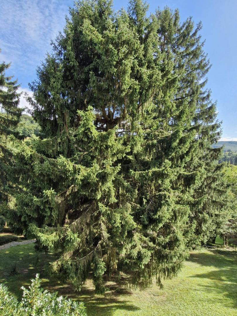 Großer Nadelbaum in einem gepflegten Gartenbereich unter blauem Himmel.
