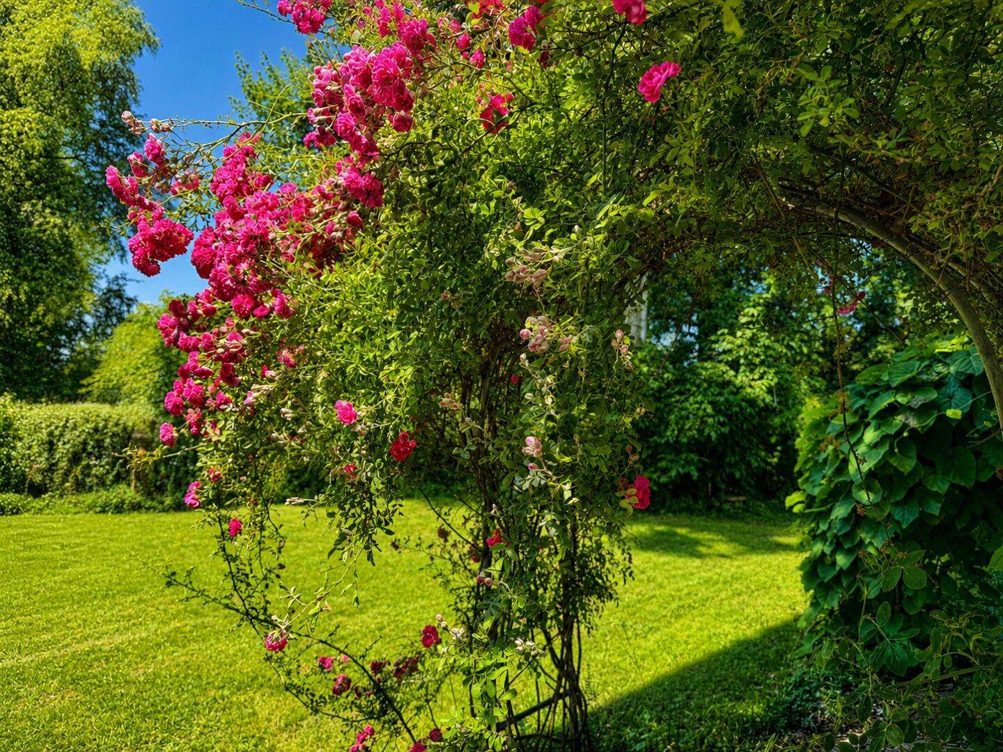 Üppig blühende Rosenranken und grüne Bäume in einem sonnigen, weitläufigen Garten.