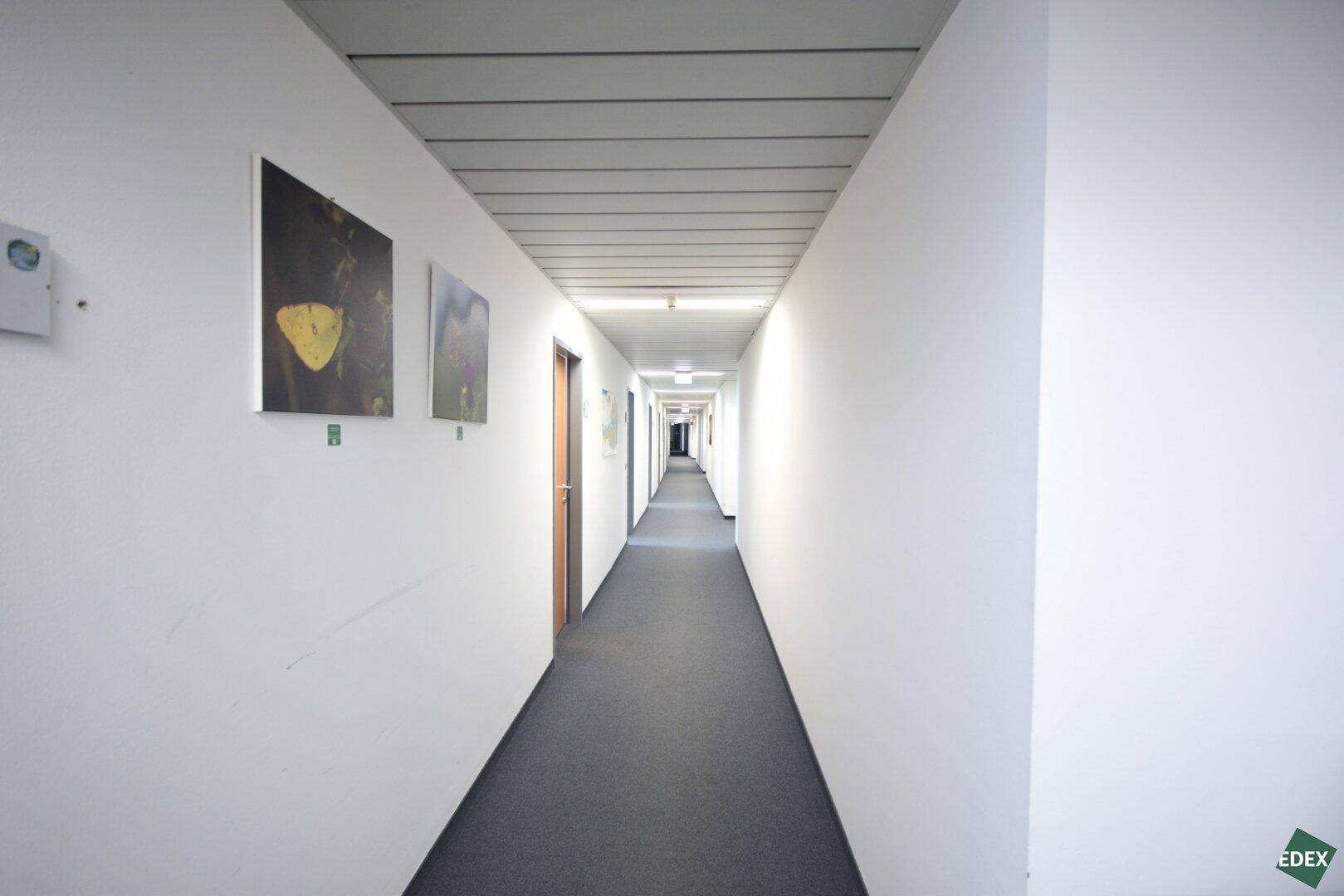 Langer, schmaler Bürogang mit weiß gestrichenen Wänden und dunklem Teppichboden.