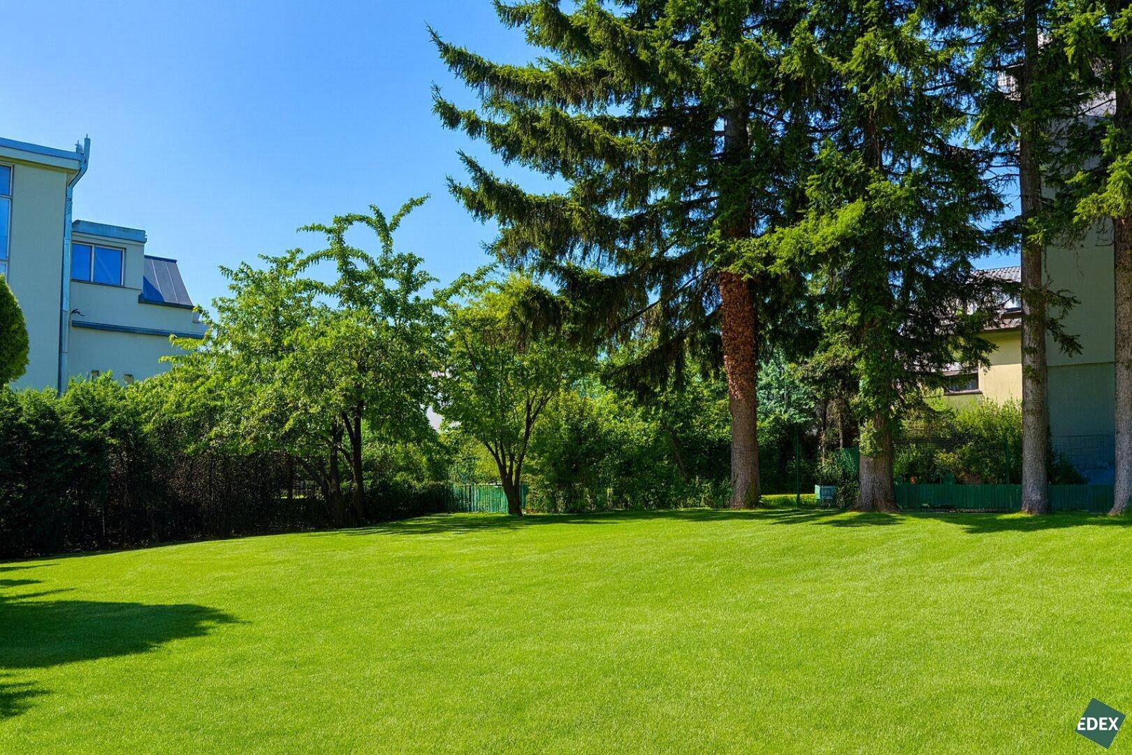 Weitläufige Rasenfläche mit hohen Nadelbäumen und angrenzenden Gebäuden unter strahlend blauem Himmel.