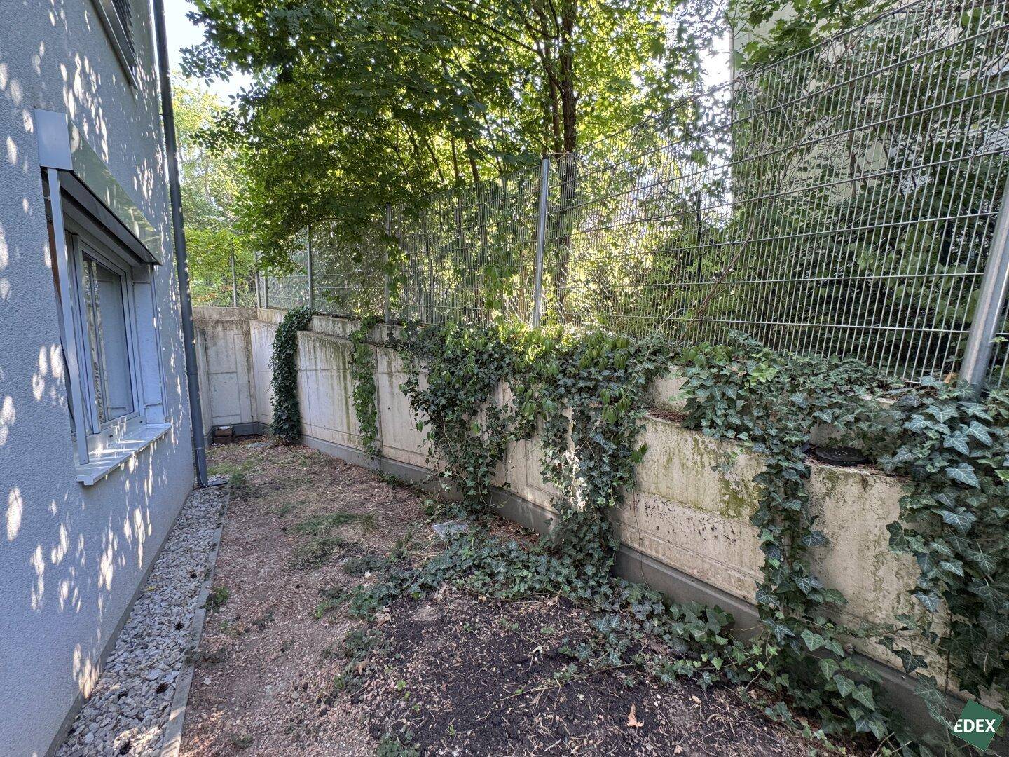 Schmaler Gartenbereich mit Efeu bewachsenen Betonmauern und natürlicher Bepflanzung.