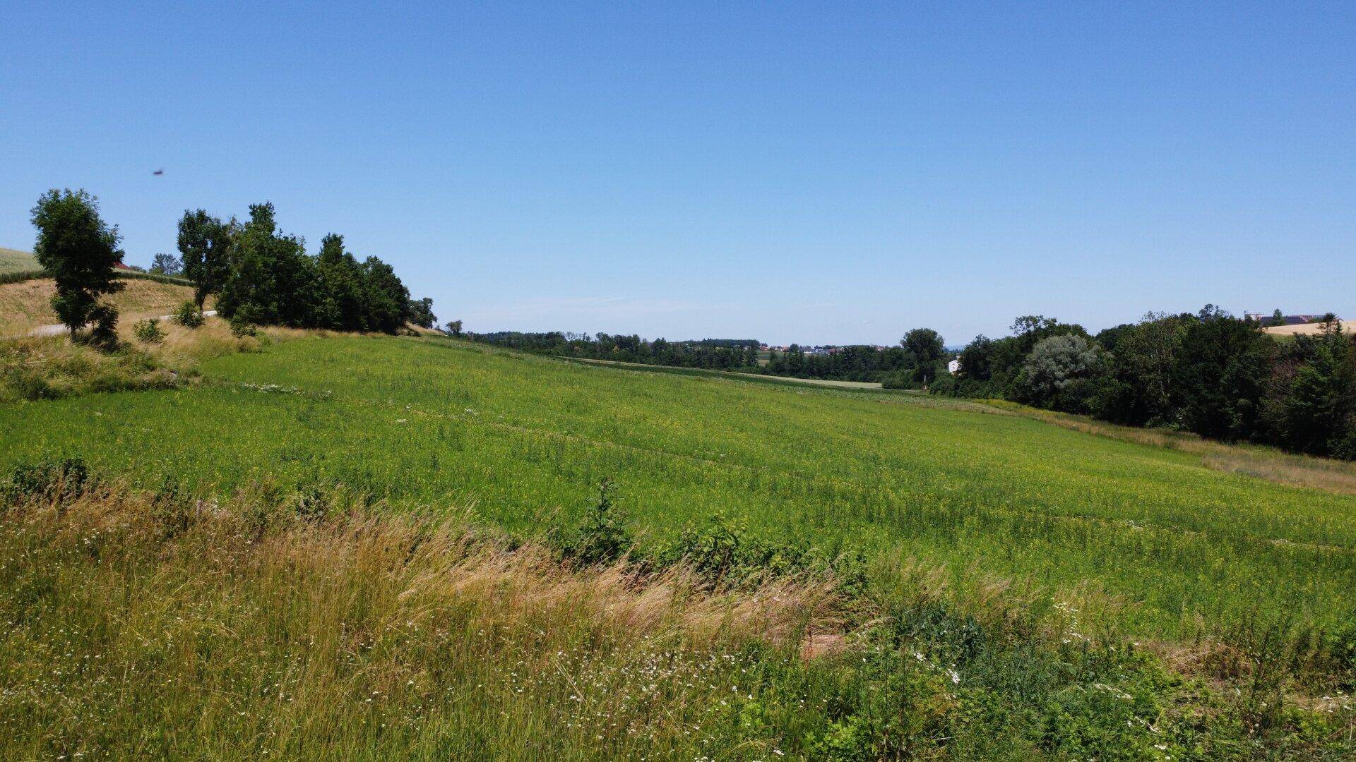 Weitläufiges grünes Feld unter strahlend blauem Himmel, mit Bäumen und Hügeln am Horizont.