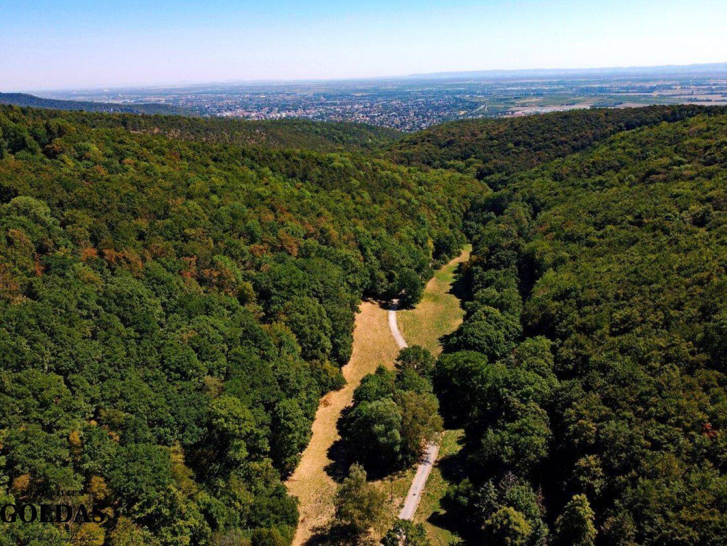 Panoramablick über das bewaldete Tal mit einem entfernten Stadtbild am Horizont.