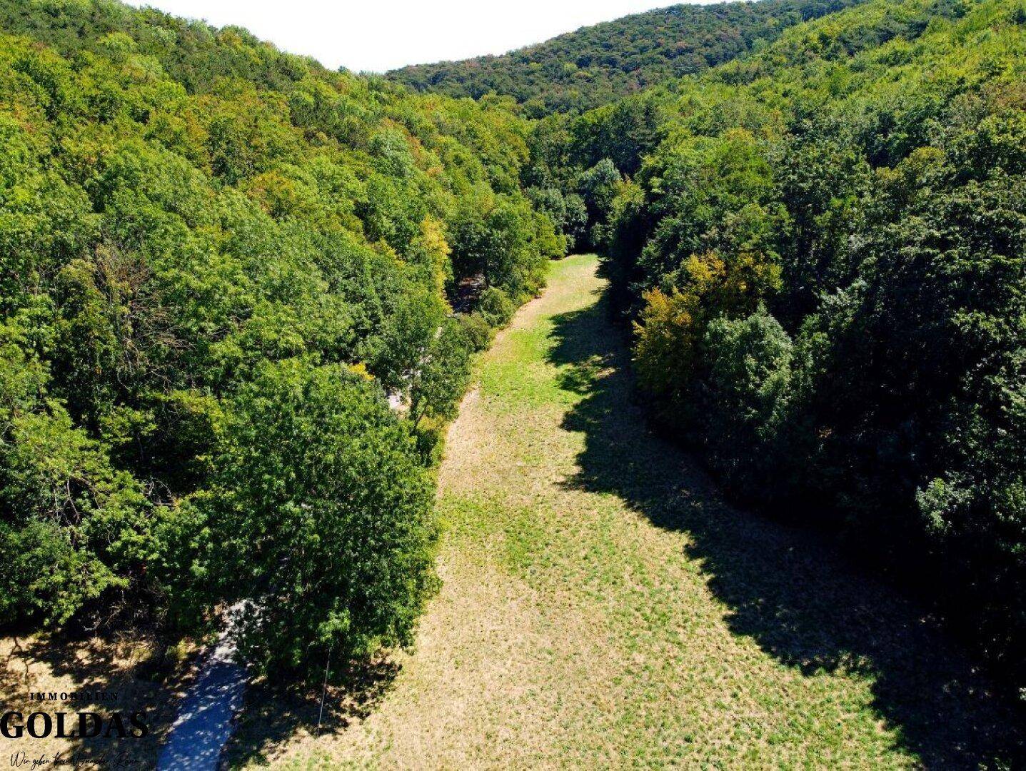 Luftaufnahme eines breiten, grasbewachsenen Weges, der sich durch den dichten Wald schlängelt.