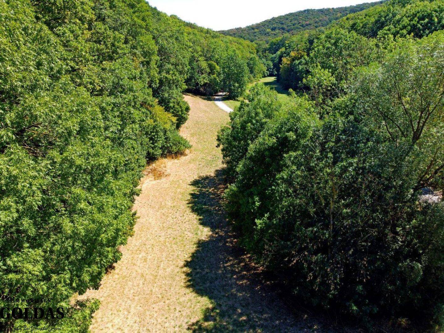 Blick auf einen breiten, sonnigen Weg, umgeben von hohen Bäumen und üppigem Grün.