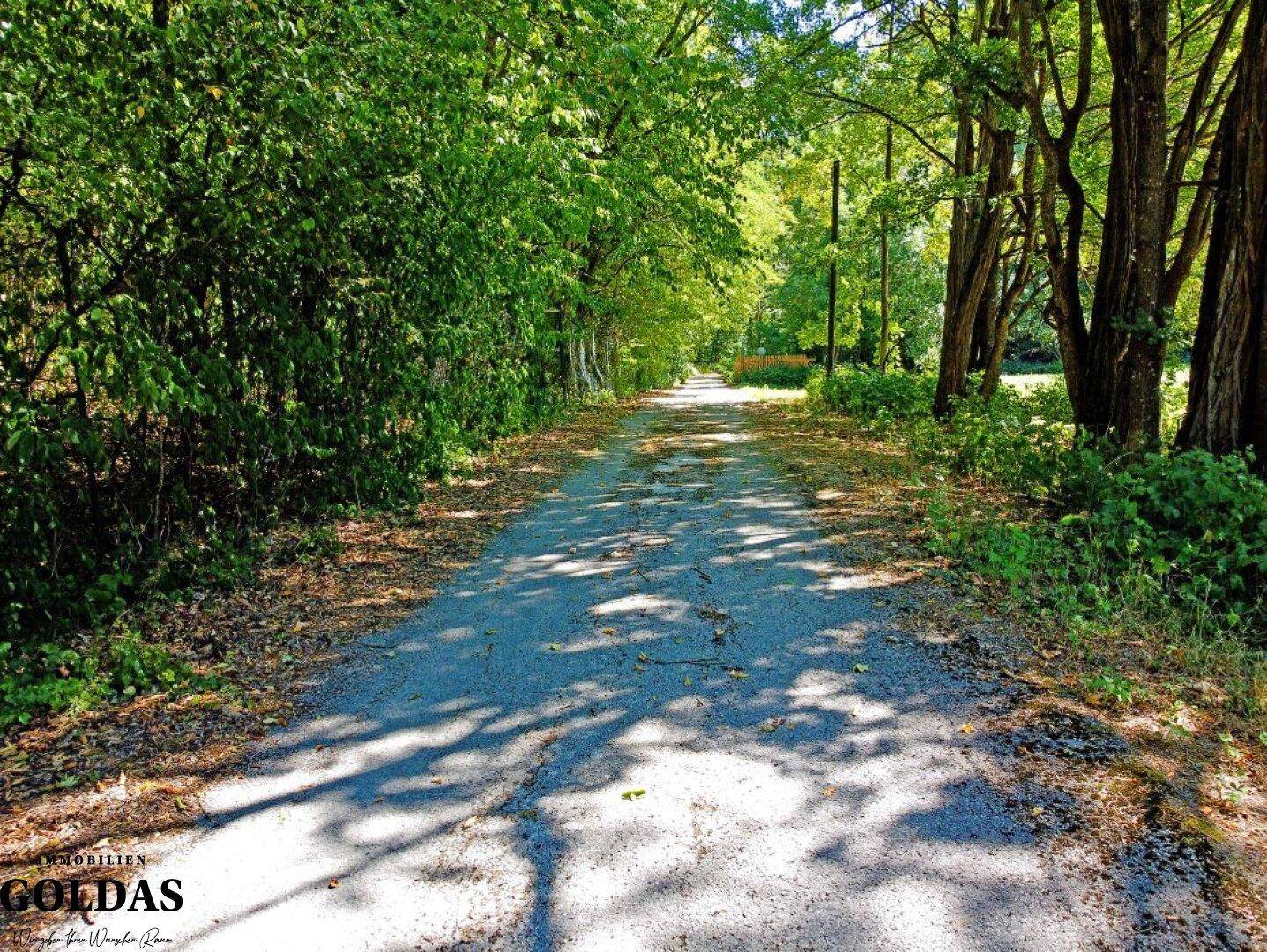 Schattiger Waldweg umgeben von dichtem Grün und hohen Bäumen.