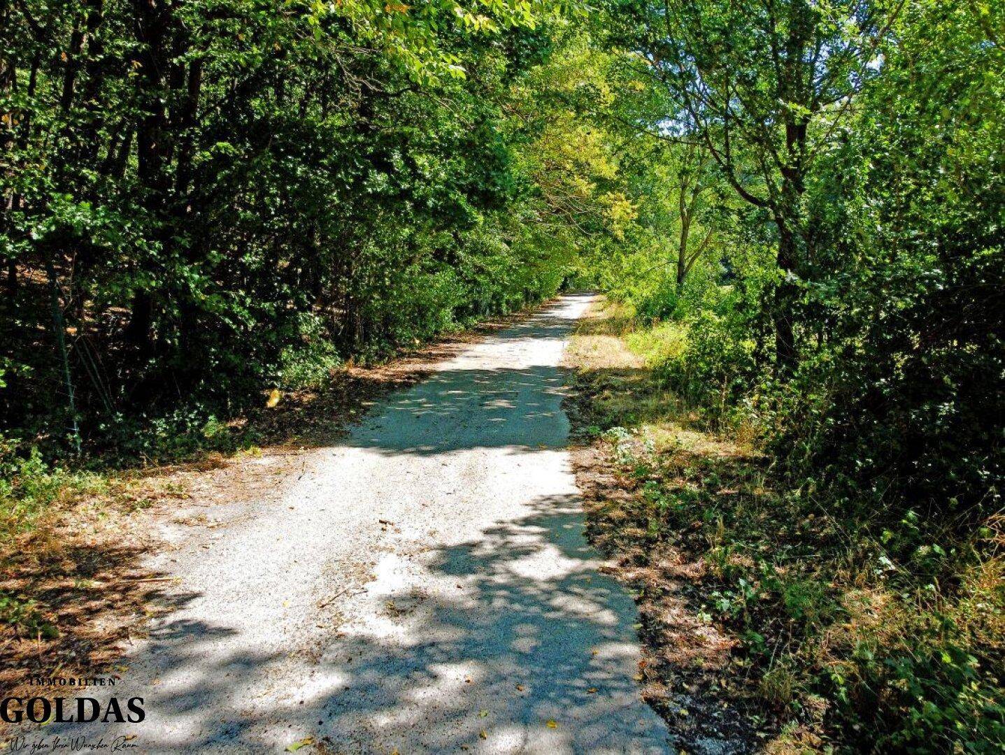 Sonniger Feldweg umgeben von üppiger Vegetation und Bäumen.