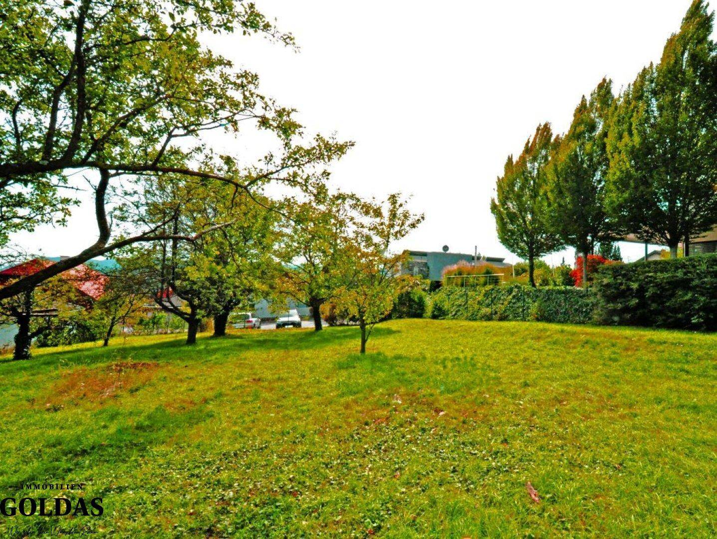 Helles Gartengrundstück mit grüner Wiese und Bäumen, umgeben von Hecken.