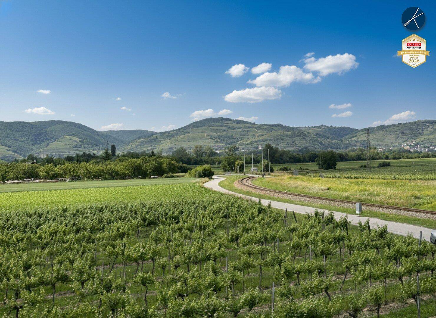 Weitläufige Weinberge unter strahlend blauem Himmel mit Bergen im Hintergrund und einem Feldweg.