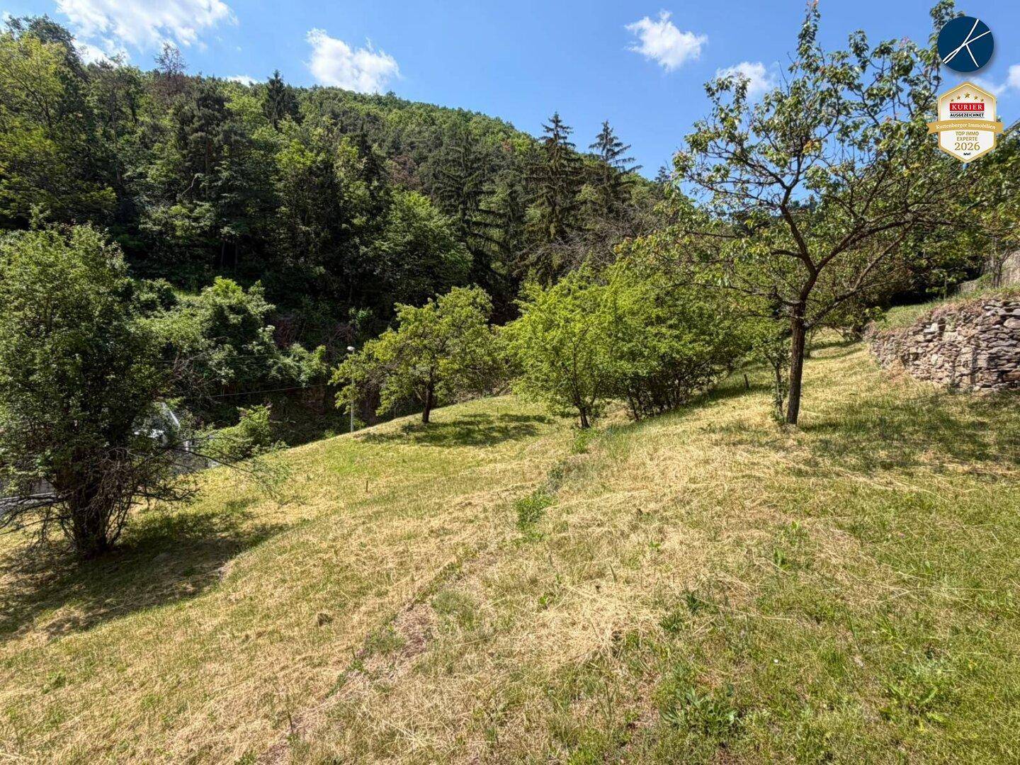 Hanglage mit üppiger Vegetation, Bäumen und Blick auf die bewaldete Umgebung.