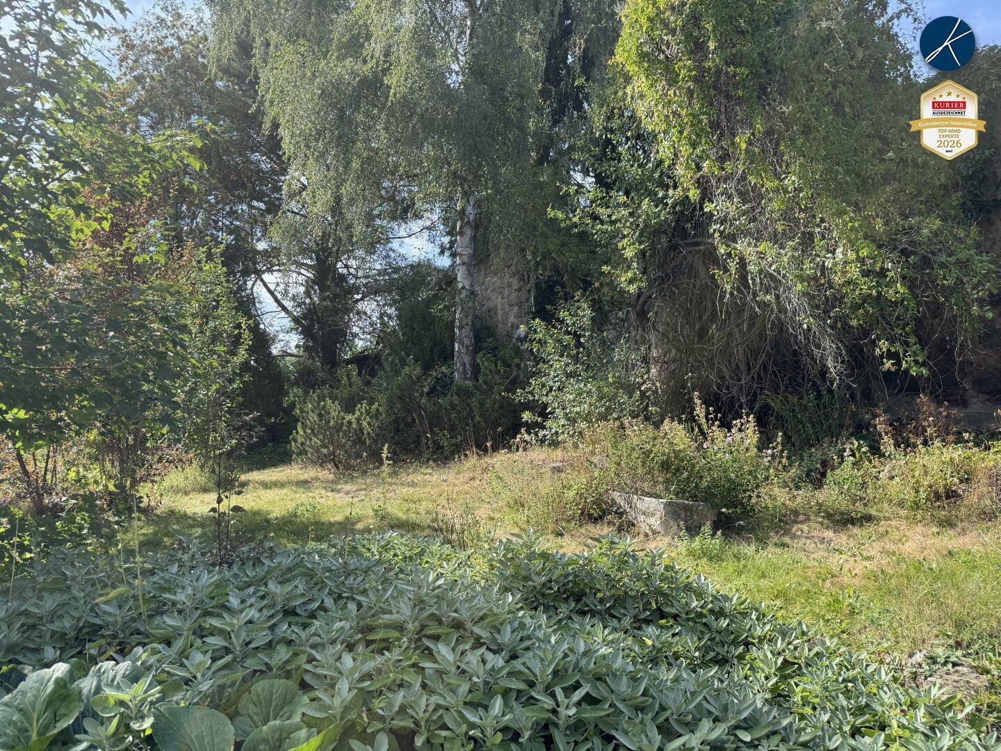 Naturbelassener Gartenbereich mit Bäumen und üppiger Vegetation.