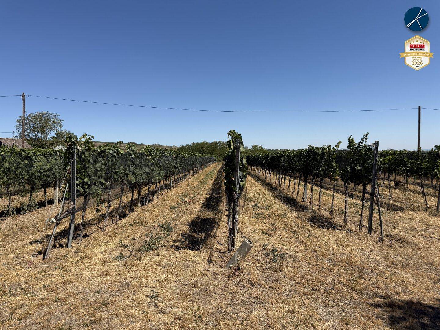 Weitläufiger Weinberg unter strahlend blauem Himmel an einem sonnigen Tag.